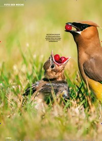 Titelbild der Ausgabe 37/2024 von Junger Zedernseidenschwanz DEN HALS VOLLKRIEGEN. Zeitschriften als Abo oder epaper bei United Kiosk online kaufen.