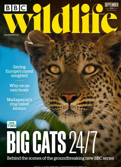 Titelbild der Ausgabe 10/2024 von BBC Wildlife. Diese Zeitschrift und viele weitere Reisemagazine, Freizeitmagazine und Wissensmagazine als Abo oder epaper bei United Kiosk online kaufen.