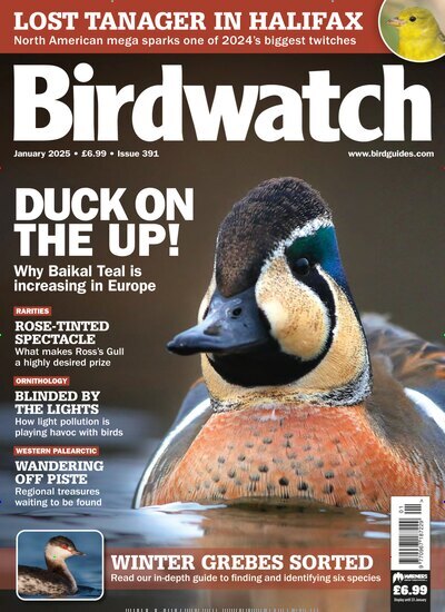 Titelbild der Ausgabe 1/2025 von Birdwatch. Diese Zeitschrift und viele weitere Reisemagazine, Freizeitmagazine und Wissensmagazine als Abo oder epaper bei United Kiosk online kaufen.